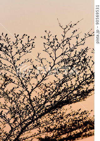Tree silhouette with sunset sky background Tree silhouette with sunset sky background 90569531