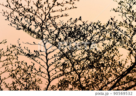 Tree silhouette with sunset sky background Tree silhouette with sunset sky background 90569532
