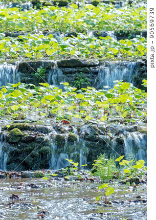 清流で栽培されるワサビ(倉吉市関金町) 清流で栽培されるワサビ(倉吉市関金町) 90569739