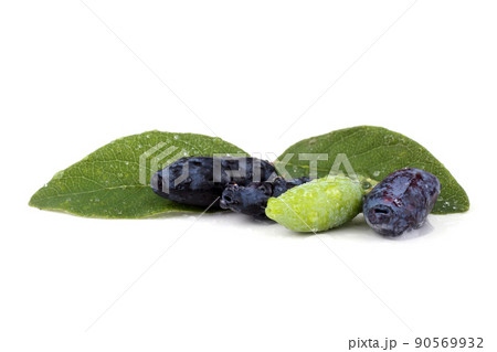 Haskap berries isolated on white Haskap berries isolated on white 90569932