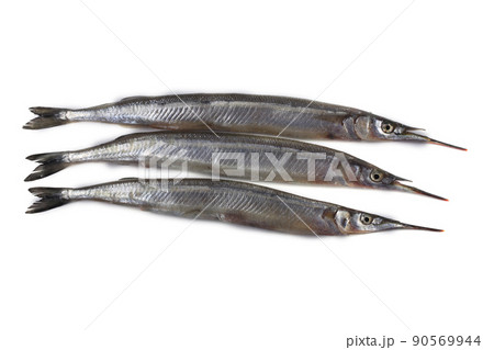 Garfish isolated on white 90569944
