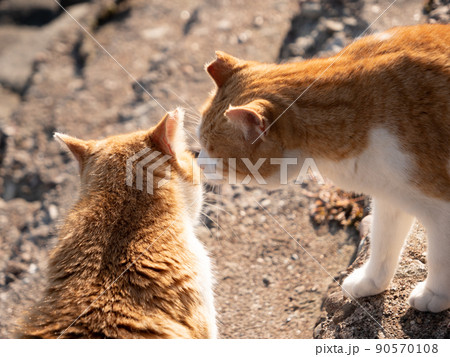 キスをする青島の猫 90570108