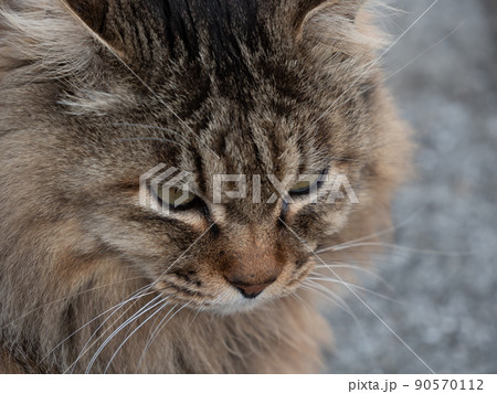 毛並みに貫録のある青島の猫 90570112