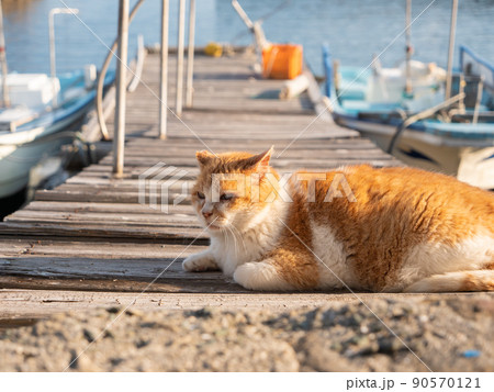 桟橋の上で休む青島の猫 90570121