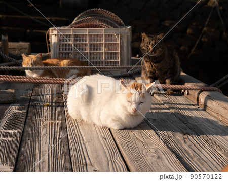 漁港の筏の上で休む青島の猫達 90570122