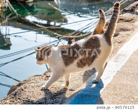 海を覗く青島の猫 90570125