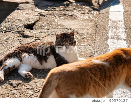 日向でくつろぐ青島の猫 90570127