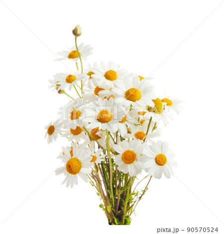 Bouquet of Chamomiles or Daisy isolated on a white background. 90570524