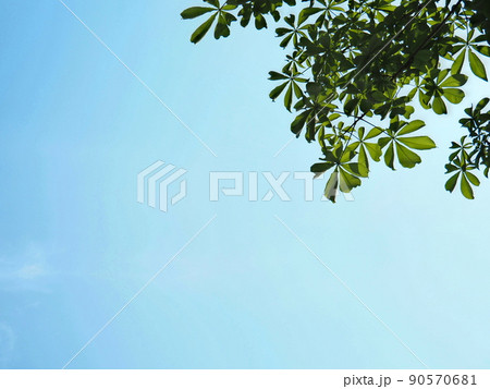晴れた空にそよぐ緑 晴れた空にそよぐ緑 90570681
