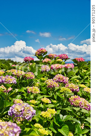紫陽花 紫陽花 90571205