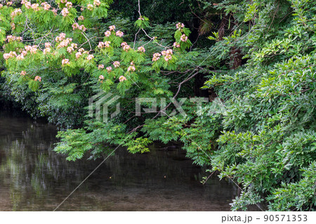 梅雨の時期に咲く花が美しい水のある八景水谷公園 梅雨の時期に咲く花が美しい水のある八景水谷公園 90571353