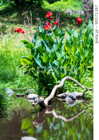 梅雨の時期に咲く花が美しい水のある八景水谷公園 90571367