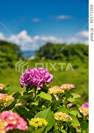 紫陽花 90571368