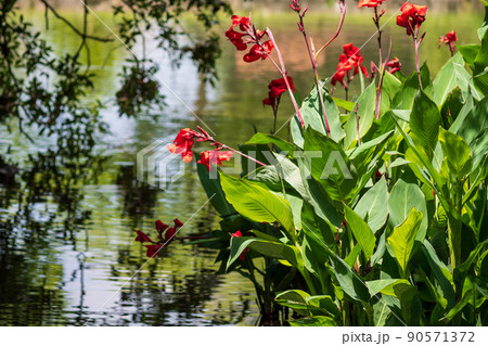 梅雨の時期に咲く花が美しい水のある八景水谷公園の写真素材