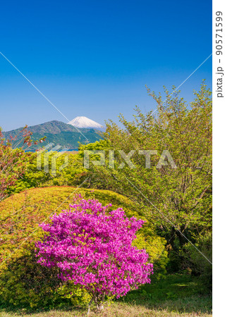 （神奈川県）ツツジ咲く箱根恩賜公園から眺める富士山 90571599