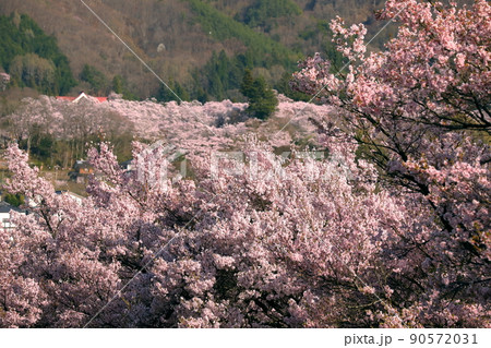 長野県伊那市高遠町　信州伊那アルプス街道の桜並木からの高遠城址公園タカトオコヒガンザクラの眺め 90572031