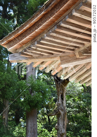 山寺 本堂の茅葺屋根と杉の古木 山寺 本堂の茅葺屋根と杉の古木 90572032