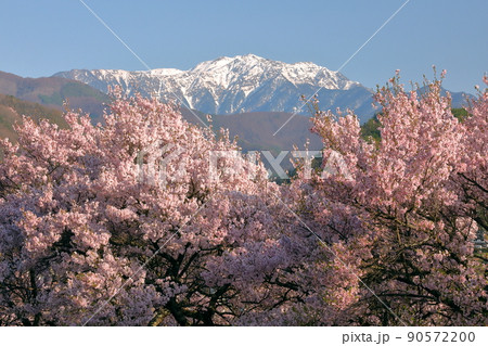 長野県伊那市高遠町　信州伊那アルプス街道のタカトオコヒガン桜並木からの南アルプス山脈仙丈ヶ岳の眺め 90572200