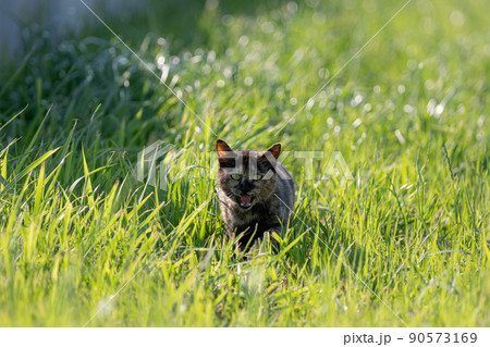 緑の中の猫 サビネコ 緑の中の猫 サビネコ 90573169