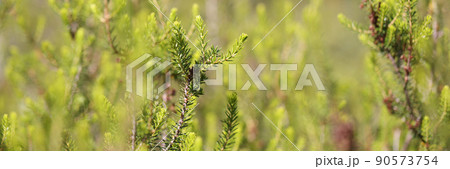 Green branch of spruce with small cones Green branch of spruce with small cones 90573754