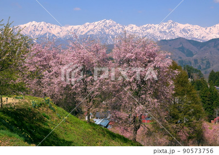 長野県上水内郡小川村小根山 立屋番所の桜山 エドヒガンとベニシダレを接木した桜と冠雪した北アルプス 長野県上水内郡小川村小根山 立屋番所の桜山 エドヒガンとベニシダレを接木した桜と冠雪した北アルプス 90573756