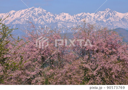 長野県上水内郡小川村小根山 立屋番所の桜山 エドヒガンとベニシダレを接木した桜と冠雪した北アルプス 長野県上水内郡小川村小根山 立屋番所の桜山 エドヒガンとベニシダレを接木した桜と冠雪した北アルプス 90573769