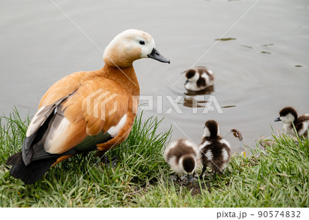 Ruddy shelduck (Tadorna ferruginea duck) with ducklings, close up 90574832
