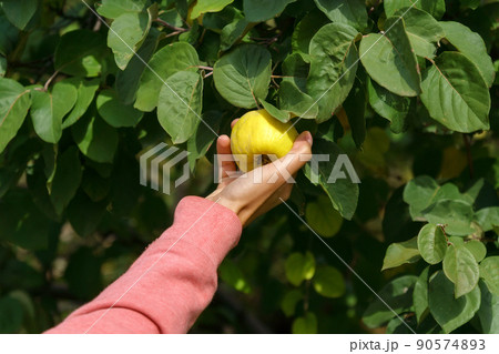 Ripe yellow quince fruits grow on quince. Yellow ripe quinces, selective focus Ripe yellow quince fruits grow on quince. Yellow ripe quinces, selective focus 90574893
