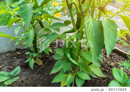 Close up green bell pepper or sweet pepper growth in field plant agriculture farm. 90574899