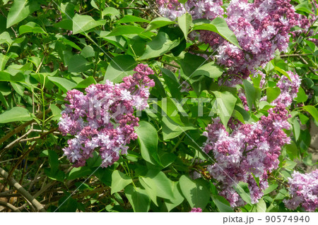 Lilac plants, close-up on blurred background. Bouquet of purple flowers. The beginning of spring 90574940