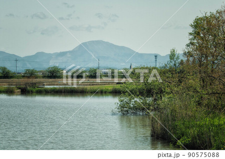 滋賀県彦根市の曽根沼と名峰、伊吹山が見える初夏の風景 滋賀県彦根市の曽根沼と名峰、伊吹山が見える初夏の風景 90575088