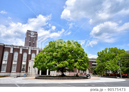 京都大学百周年時計台記念館　京大シンボルのクスノキ　京大吉田キャンパス 90575473