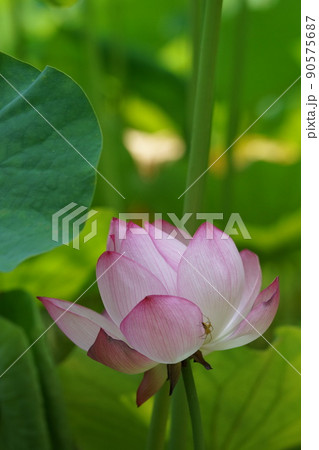 蓮の花 90575687