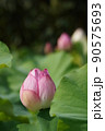 蓮の花 90575693