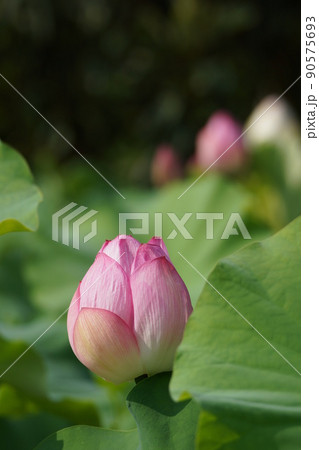 蓮の花 90575693