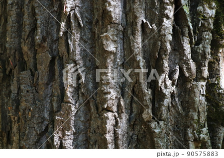 ハリギリの樹皮　センノキ 90575883