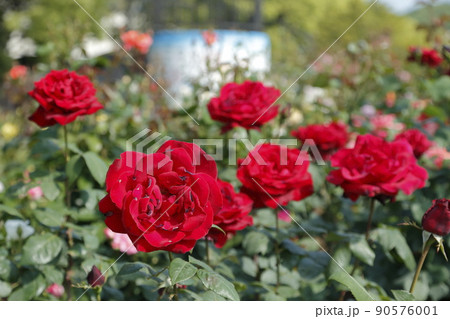 荒尾市 おもやい市民花壇 バラの花、 荒尾市 おもやい市民花壇 バラの花、 90576001