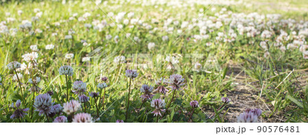 The flowers of clover blooming in a garden. The flowers of clover blooming in a garden. 90576481
