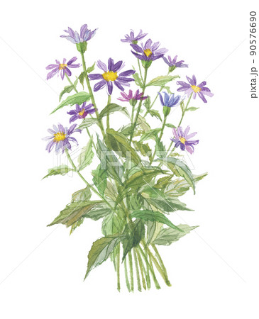 都忘れ　ミヤコワスレ 90576690