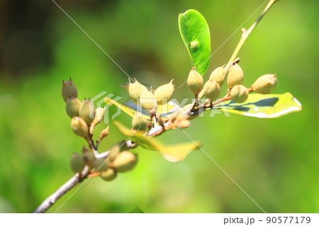 たくさん実をつけたイスノキ たくさん実をつけたイスノキ 90577179