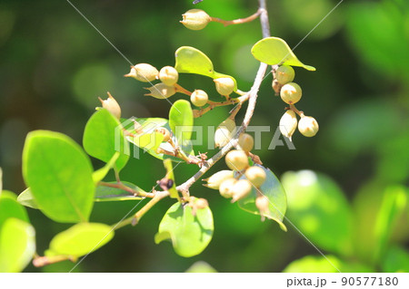 たくさん実をつけたイスノキ 90577180