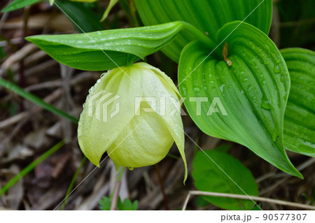 レブンアツモリソウ　自生 90577307