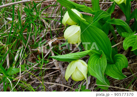 レブンアツモリソウ 自生 レブンアツモリソウ 自生 90577370
