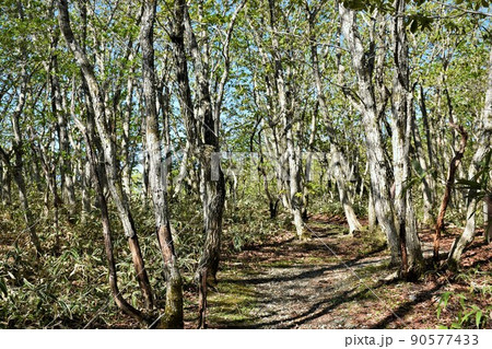 小丸山展望園地山道　那須 90577433