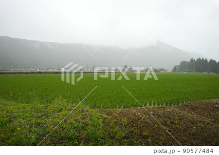 雨の中の石川県白山市の水田や用水の様子 90577484