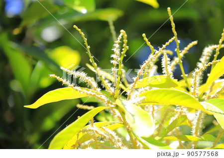 満開に花を咲かせた馬刀葉椎（マテバシイ） 90577568
