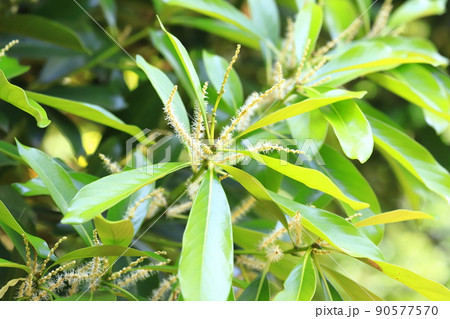 満開に花を咲かせた馬刀葉椎（マテバシイ） 90577570