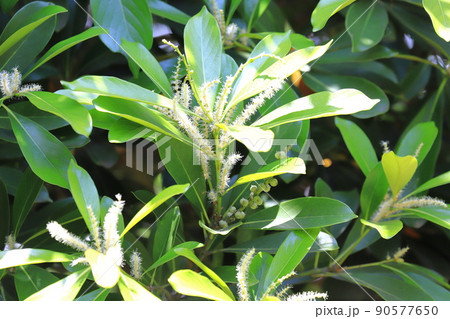 花と実をつけた馬刀葉椎（マテバシイ） 90577650