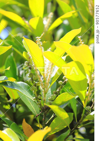 花と実をつけた馬刀葉椎(マテバシイ) 花と実をつけた馬刀葉椎(マテバシイ) 90577652