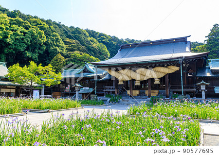 初夏の宮地嶽神社 菖蒲祭り 福岡県福津市 初夏の宮地嶽神社 菖蒲祭り 福岡県福津市 90577695